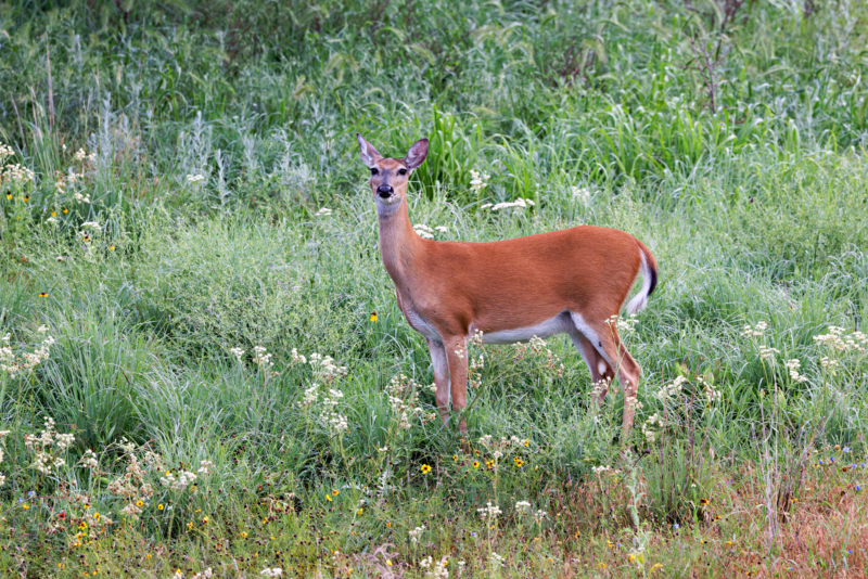 A Whitetail Doe's Majestic Presence