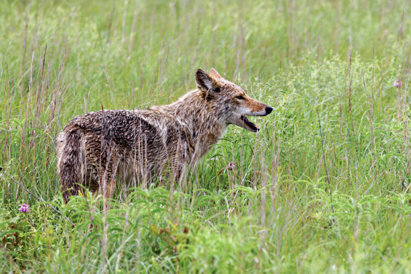 Coyote Eating Insects