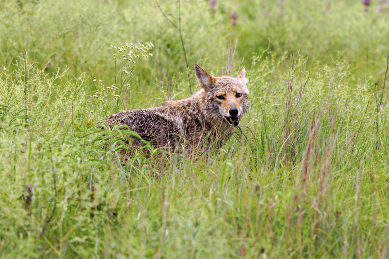 Coyote In Tall Grass