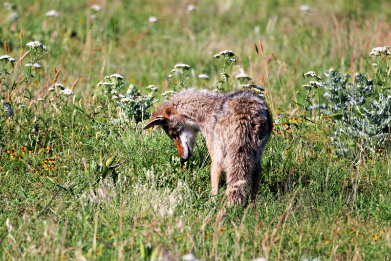 Coyote Looking For Grasshoppers