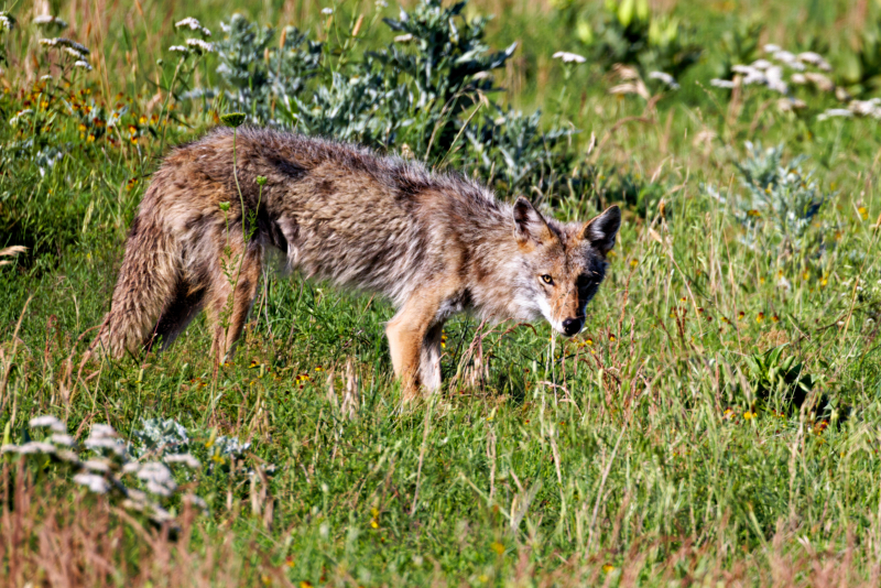 Coyote Looking My Way