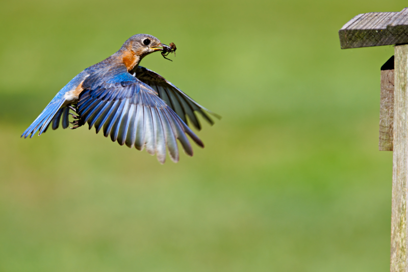 Eastern Bluebird Flying to Birdhouse With A Spider