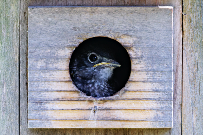 Eastern Bluebird Chick Looking Out Of Birdhouse