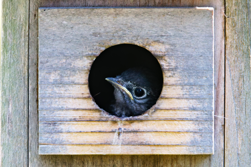 Eastern Bluebird Chick Before Leaving The Birdhouse
