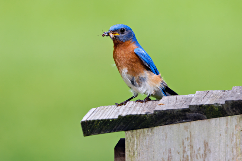 A Male Eastern Bluebird With Feathers Out Of Place