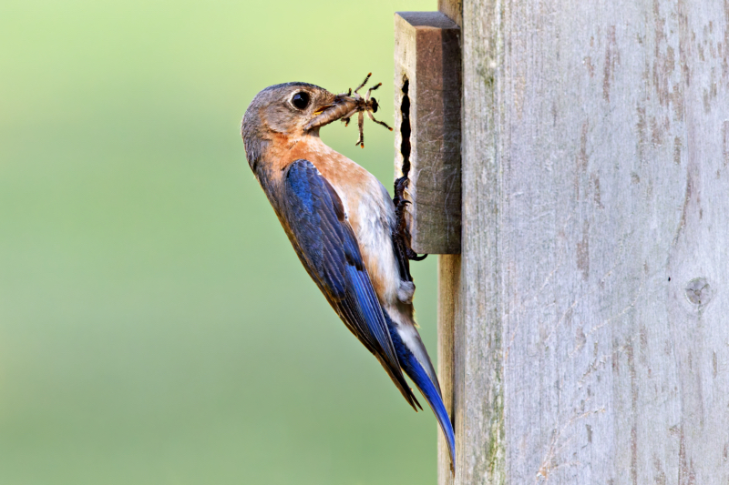 Eastern Bluebird With Robber Fly