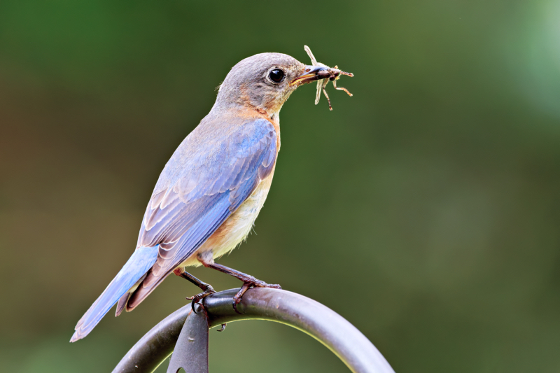 Female Eastern Bluebird With Unknown Insect
