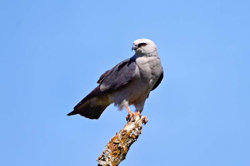 Majestic Mississippi Kite on a Branch