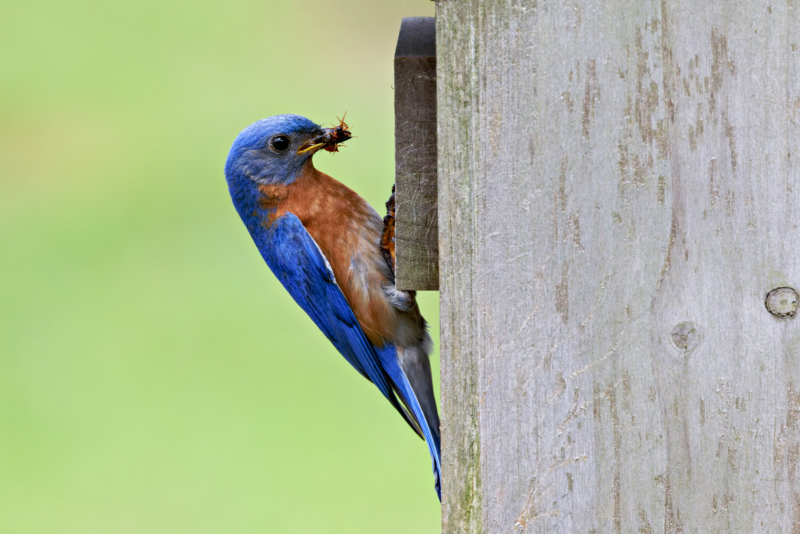 Male Eastern Bluebird With A Pair Of Wasp