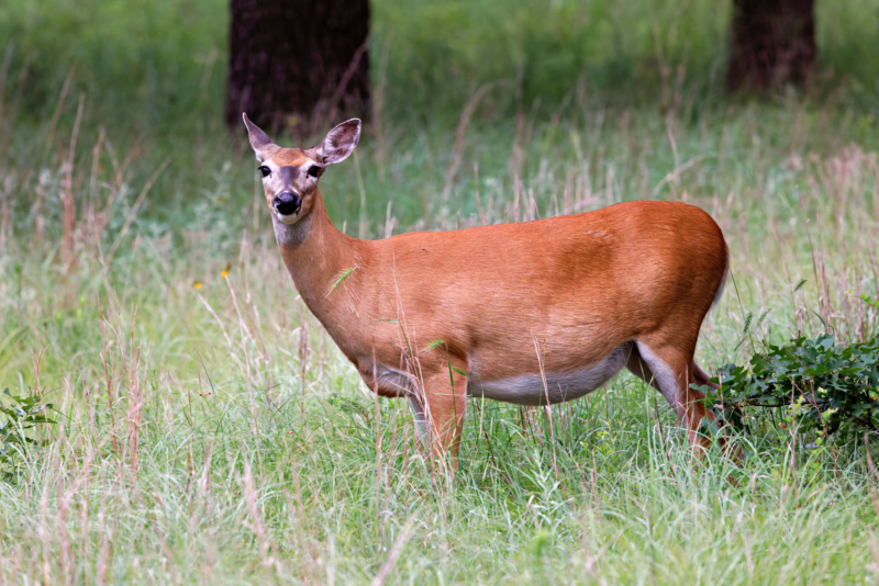 The Whitetail Doe's Precious Cargo