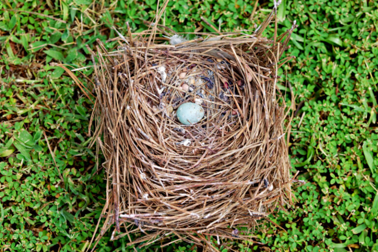 The Mystery of Unhatched Eastern Bluebird Eggs