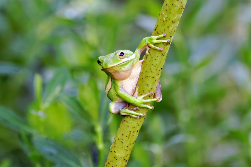 Close-up of an American Green Tree Frog sitting on a lotus stem, highlighting its bright green skin and delicate features in a natural setting.