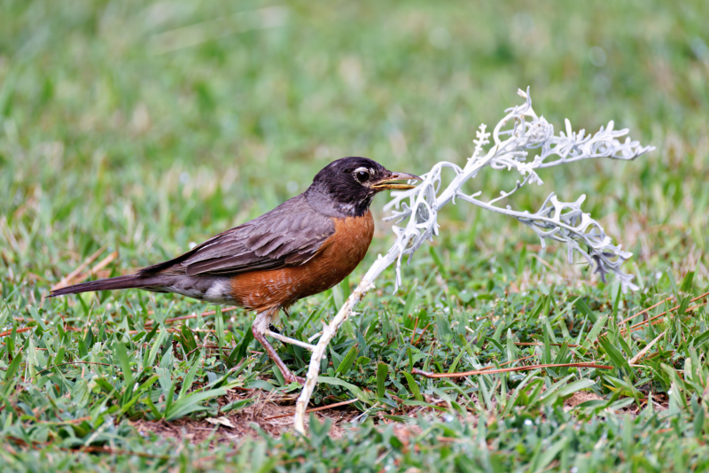 American Robin Using A Plant From My Garden For A Nest