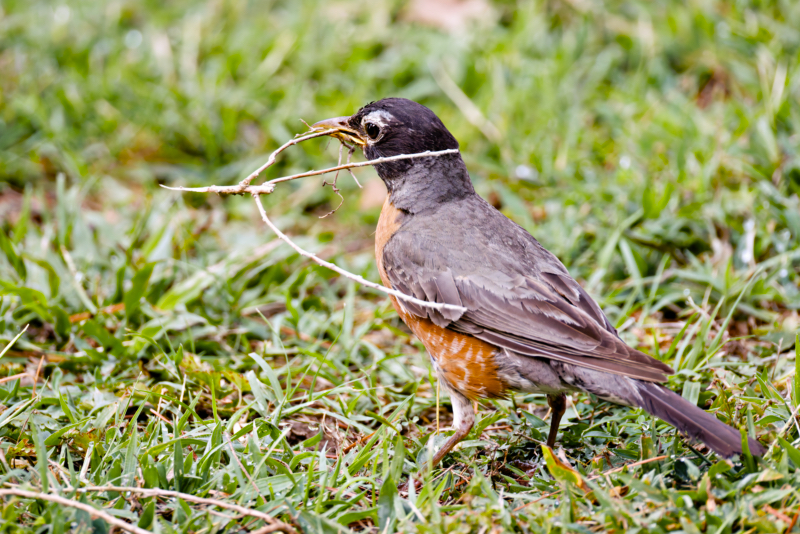 American Robin Picking Up A Twig For A Nest