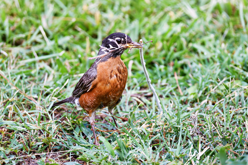 Female American Robin Gathering Nesting Materials