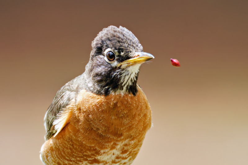 American Robin Expelling A Seed