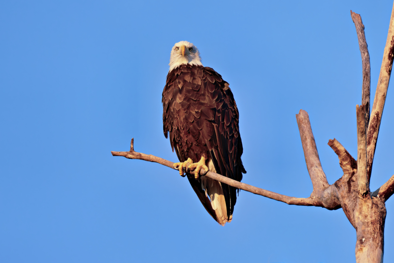 Bald Eagle Looking Down Toward My Truck