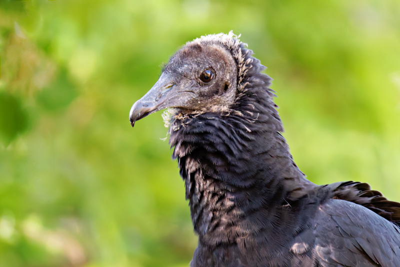 A Young Black Vulture Right Side Profile