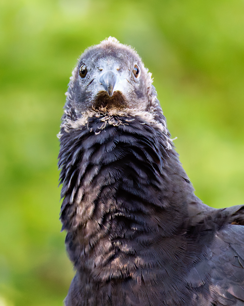 A Young Black Vulture Straight On Look