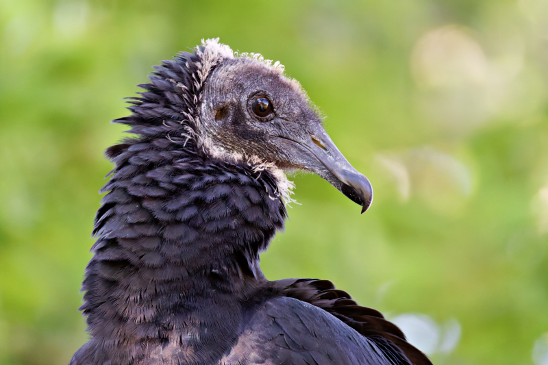 A Young Black Vulture Left Side Profile