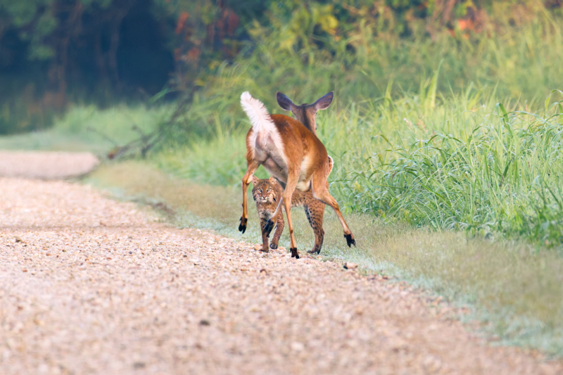 Whitetail Doe fiercely charges at a Bobcat in a protective display at Sequoyah National Wildlife Refuge