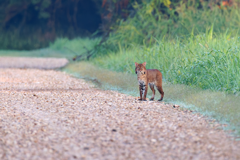 Bobcat Checking Me Out For One Last Time