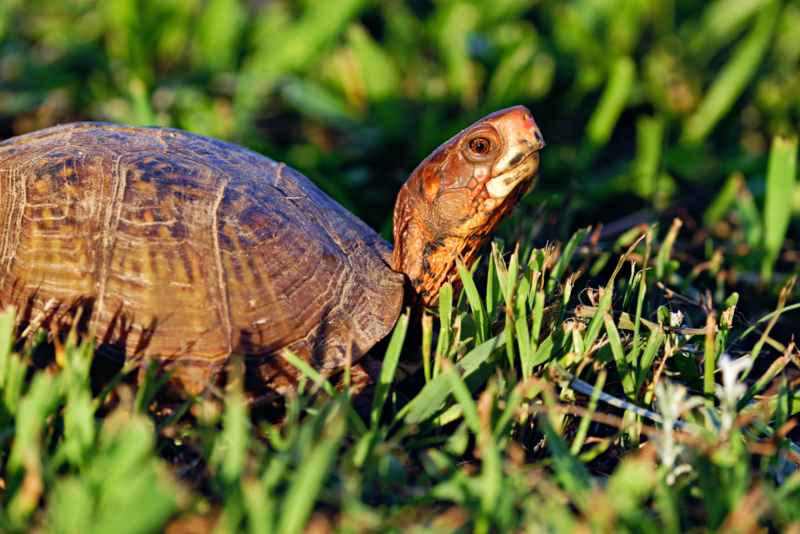 Box Turtle Crossing My Yard On June 25