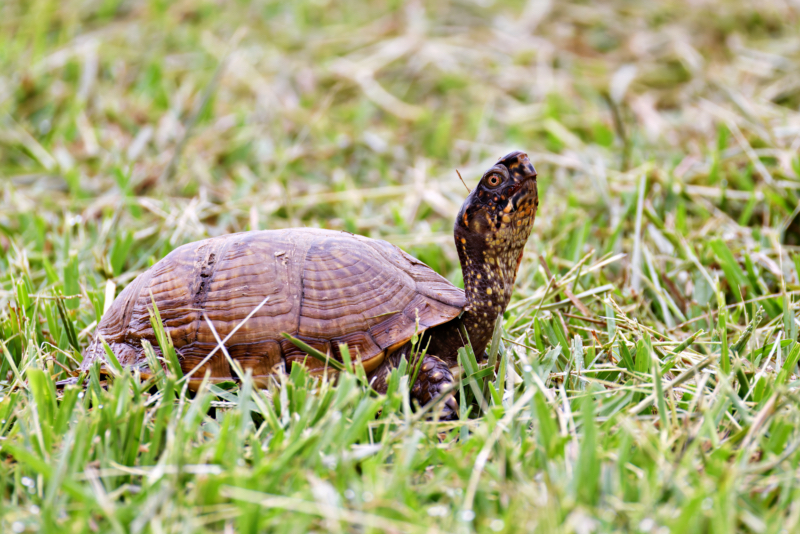 Box Turtle Crossing My Yard On July 12