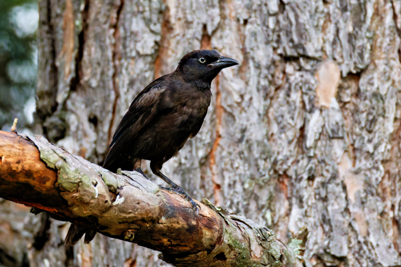 Immature Common Grackle In A Pine Tree