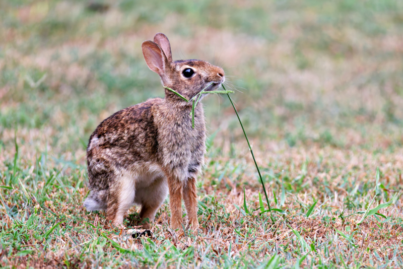 Cottontail Rabbit Biting Into A Stem Of Saw Grass