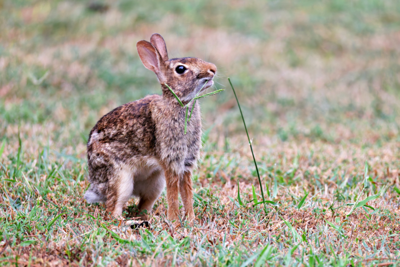 Cottontail Rabbit Biting Off Saw Grass Top