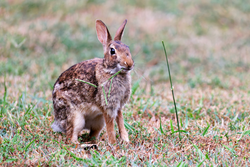 Cottontail Rabbit Eating Saw Grass