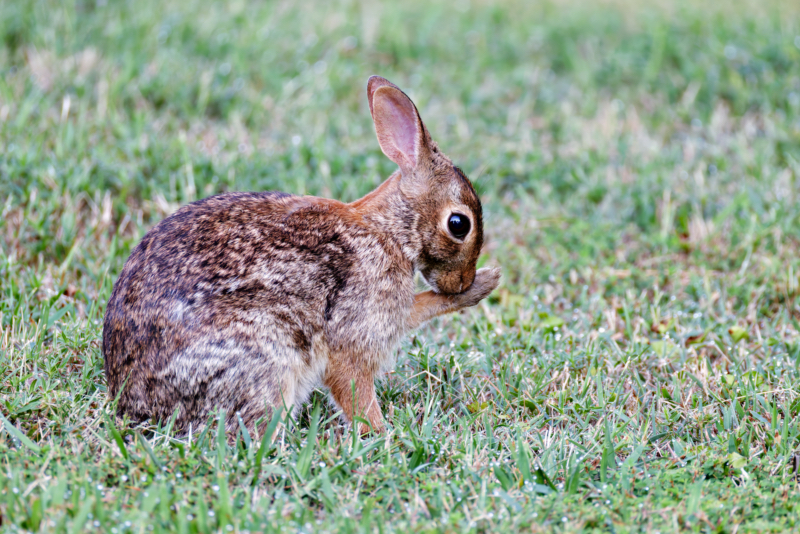 Cottontail Rabbit Washing Its Paw