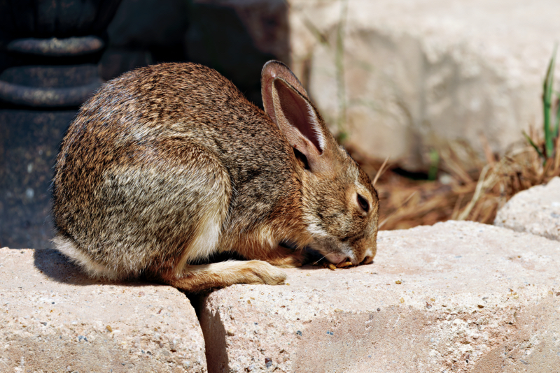 Cottontail Rabbit Eating Meal Worms