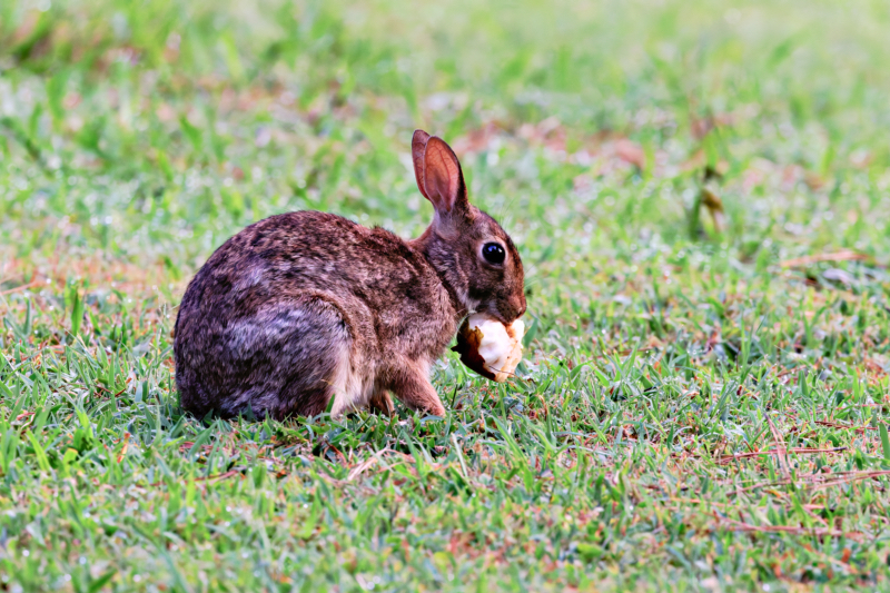 Cottontail Rabbit Eating Pear