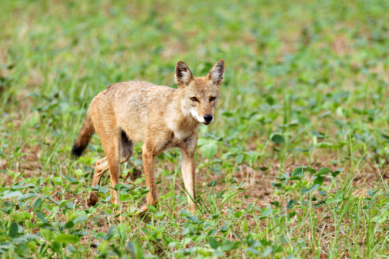 Coyote Entering Field