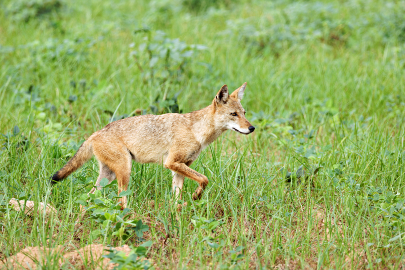 Coyote Alerting On Something Ahead Of It