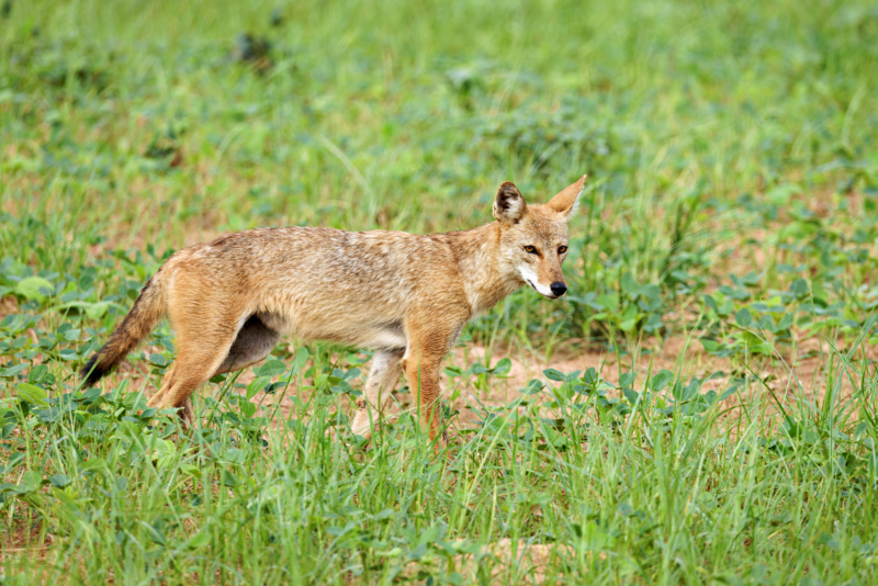 Coyote Walking Past Me