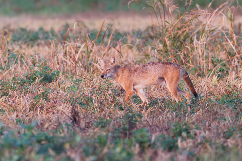 Coyote Giving Me A Wink