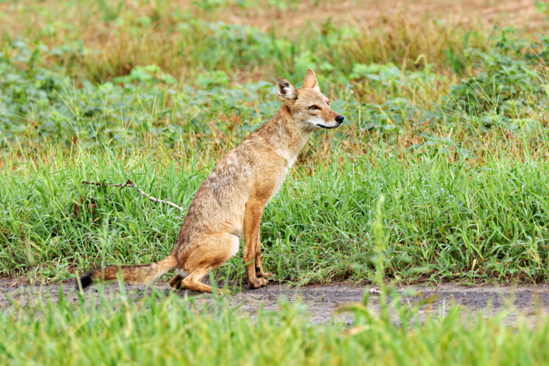 Coyote On A Bathroom Break