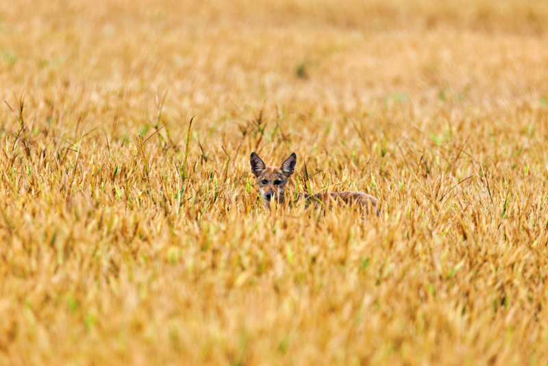 Coyote Pup Almost Hidden in Field