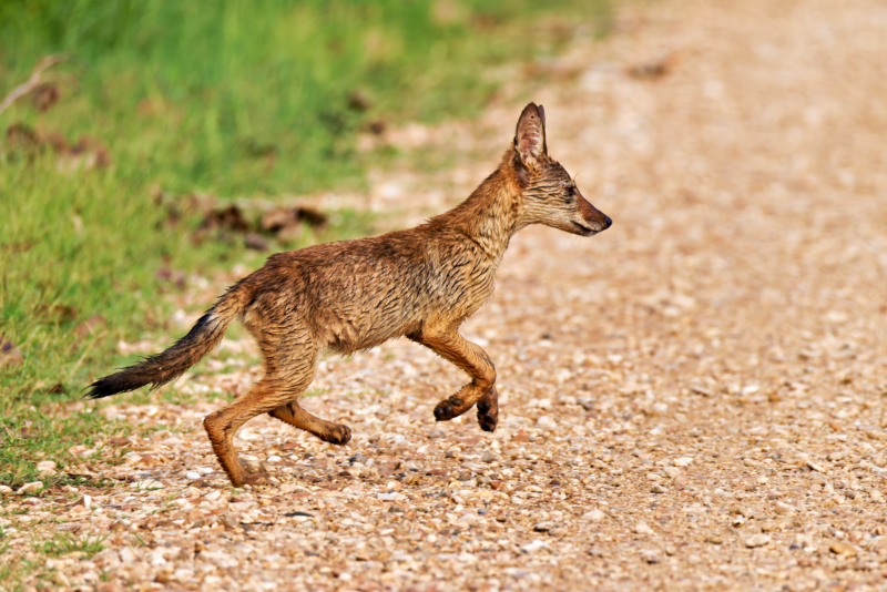 Coyote Pup Crossing Road