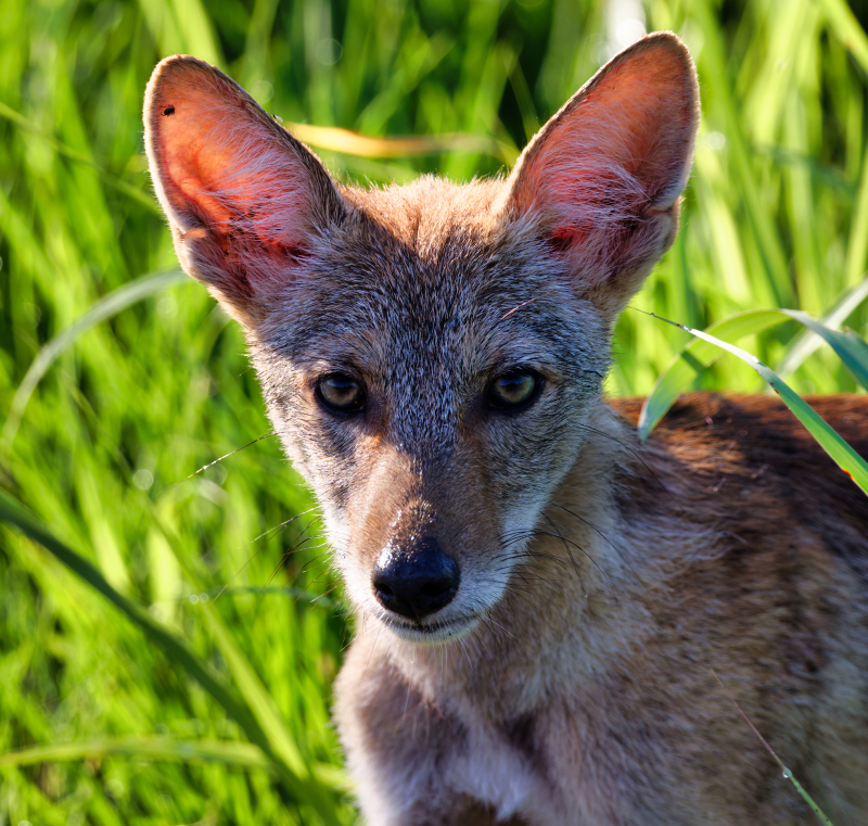 Coyote Pup Up Close In The Grass