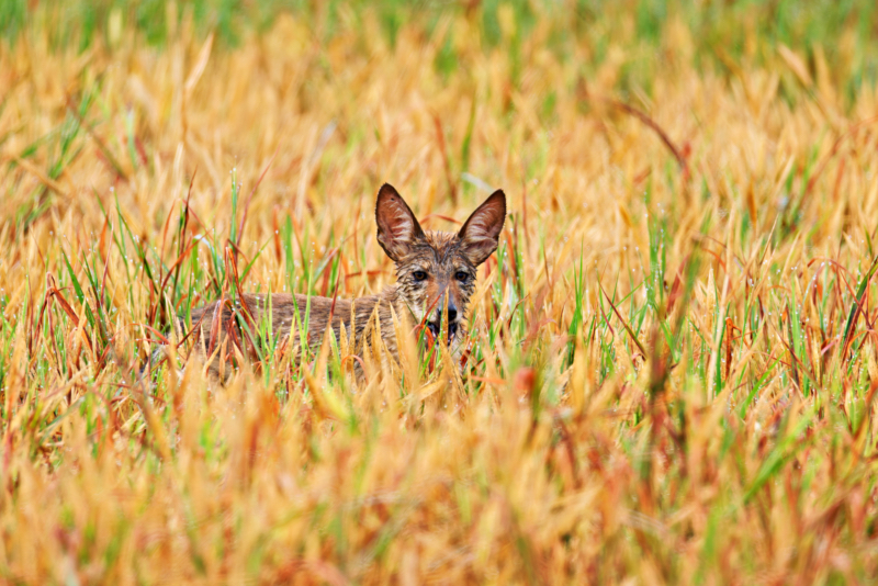 Coyote Pup in Field