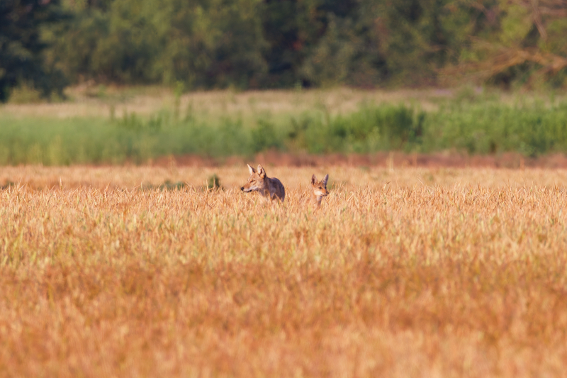 Coyote With Pup