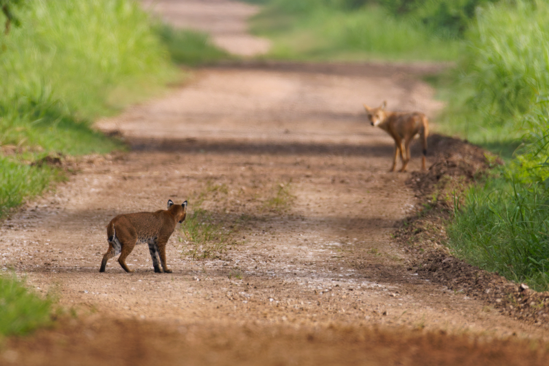 Bobcat Looking At Coyote