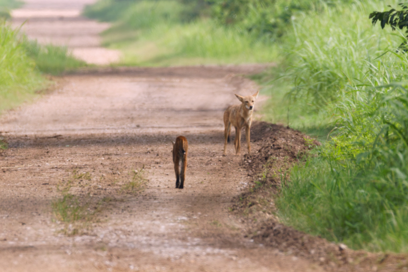 Bobcat Walking Toward Coyote Standing In Road