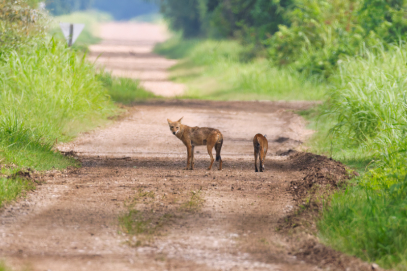 Bobcat Walking Closer To Coyote