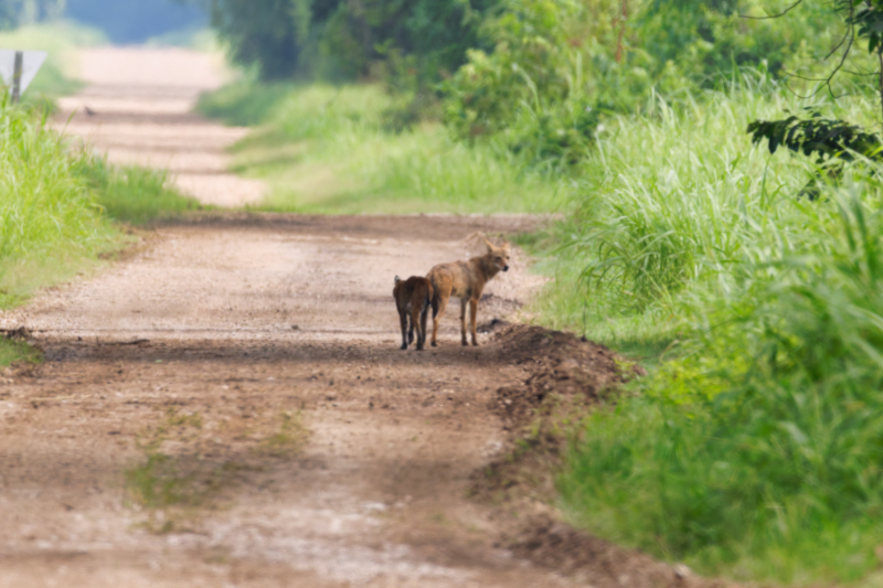 Bobcat Walking Closer To Coyote