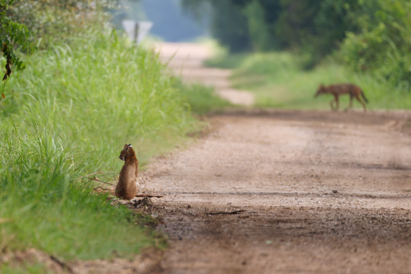 Bobcat Sits On Road As Coyote Walks By